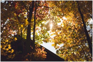 dc engagement photography in fall with changing leaves